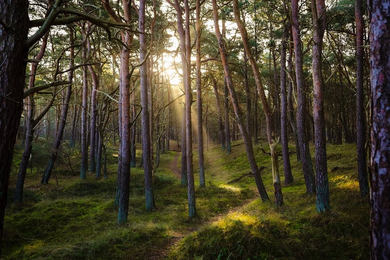 Forest Wedding